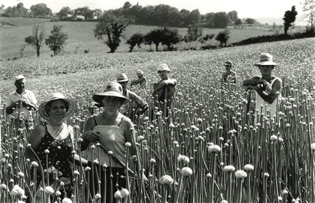 Gianni Berengo Gardin (1930)  - Azienda agricola, Jesi (Ancona), years 1980