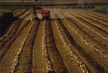 Gianni Berengo Gardin (1930)  - Lavori agricoli, Tavoliere, Puglia. Raccolta delle barbabietole, years 1980