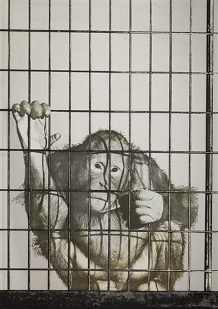 Michelangelo Pistoletto (1933), Scimmia, 1972