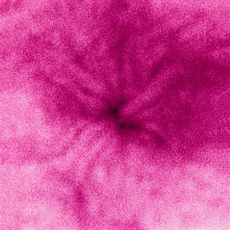 NORITOSHI HIRAKAWA (1960) - Spring of Mum, 2006