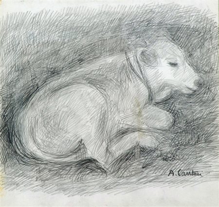 A. Cantini Mucca Lapis su carta, cm. 26x27 La carta presenta lievi fioriture....