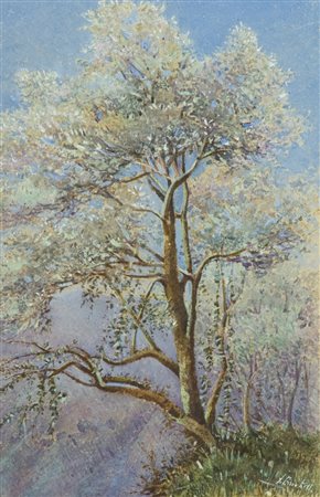 Anonimo Albero fiorito Acquerello su carta, cm. 27x17,5 Firma illeggibile in...