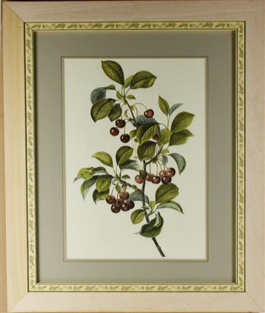 RAMO DI PRUNO stampa su carta, cm 60x50