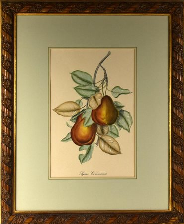 PYRUS COMMUNIS stampa su carta, cm 68x54