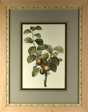 NESPOLE stampa su carta, cm 70x55