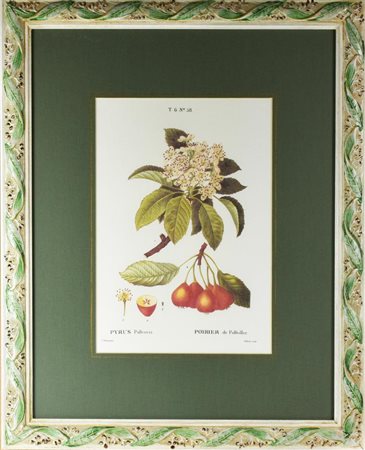 PYRUS POLLVERIA stampa su carta, cm 58x46