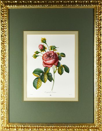 RAMO DI ROSA stampa su carta, cm 67x55