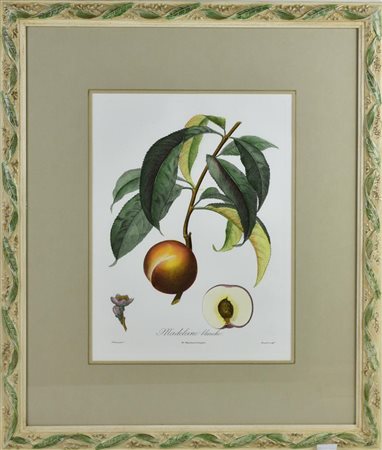 MADELEINE BLANCHE stampa su carta, cm 60x50