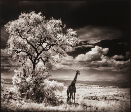Nick Brandt (1964)  - Giraffe Looking out over Plains, Serengeti, 2002