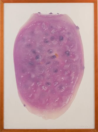 PAOLO MUSSAT SARTOR (Torino 1947) “Fico d'India” 1974. Fotografia. 94x70....