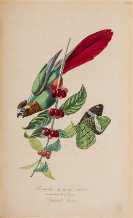Storia naturale - Le Maout, Emmanuel - Histoire naturelle des oiseaux suivant la classification de Isidore Geoffroy-Saint-Hilaire
