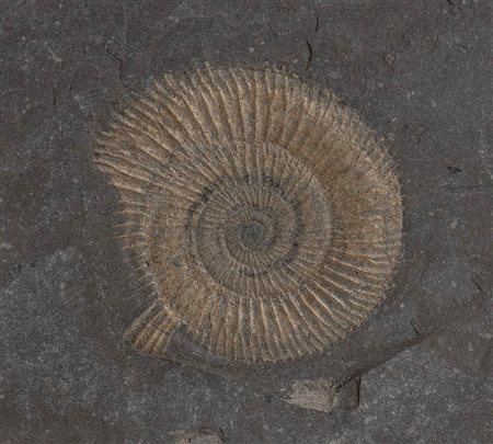 AMMONITE FOSSILE DEL TIPO DACTYLIOCERAS
Germania, periodo Giurassico, 190-140 milioni di anni