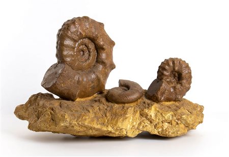 COMPOSIZIONE CON AMMONITI FOSSILI
Marocco, periodo Cretacico, 140-60 milioni di anni