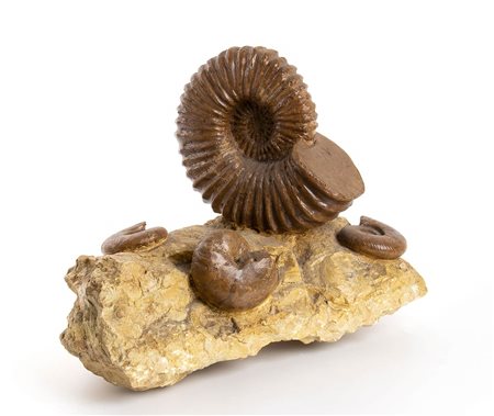 COMPOSIZIONE CON AMMONITI FOSSILI
Marocco, periodo Cretacico, 140-60 milioni di anni