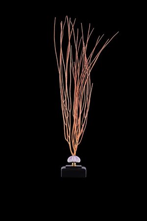 COMPOSIZIONE DI RICCIO DI MARE ED ELLISELLA