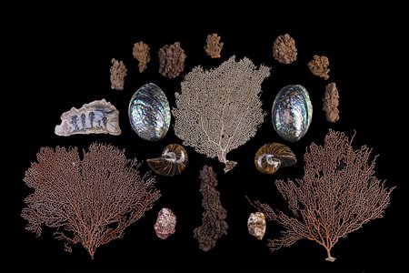 COLLEZIONE STORIA NATURALE