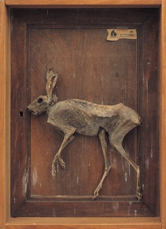 DANIEL SPOERRI Galati 1930 Nicky Langhase, 1979 assemblage su tavola cm....