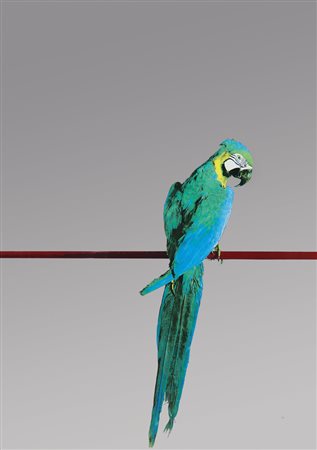 MICHELANGELO PISTOLETTO Biella (Vc) 25/06/1933 Pappagallo, 1971 serigrafia su...