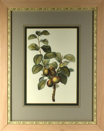 NESPOLE stampa su carta, cm 70x55