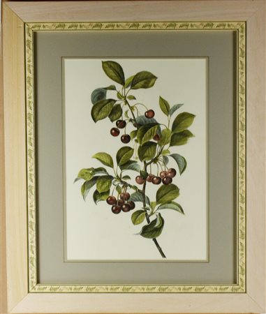 RAMO DI PRUNO stampa su carta, cm 60x50