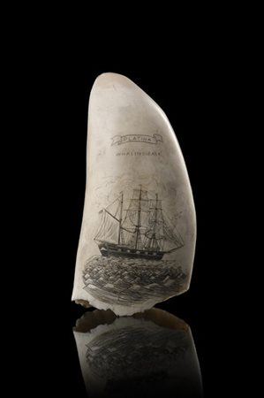 Arte popolare del secolo XIX. Dente inciso con il veliero Platina Whaling Bark