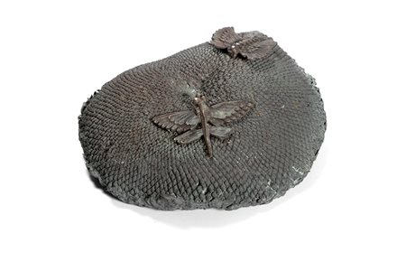 Gaetano Pompa (Forenza 1933-Roma 1998)  - Due farfalle