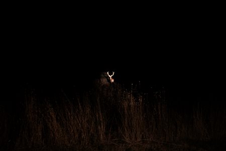 FILIPPO ZOCCOLI, Night deer, Italy, 2020