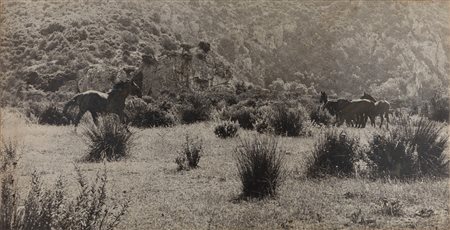 Fratelli Gori (XX sec.)  - Maremma, years 1980
