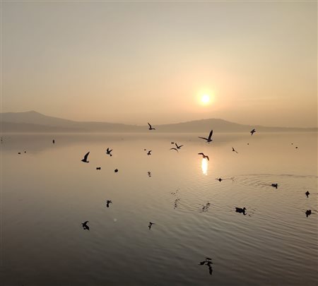 DAVIDE TEISA, Nonostante la pandemia i gabbiani volano
in libertà, 2020