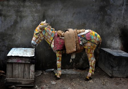 SALVATORE VALENTE, Asino arlecchino, 2010