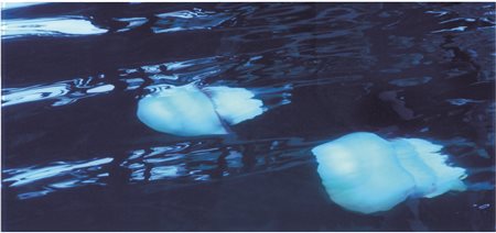 Danilo Susi, "Meduse"