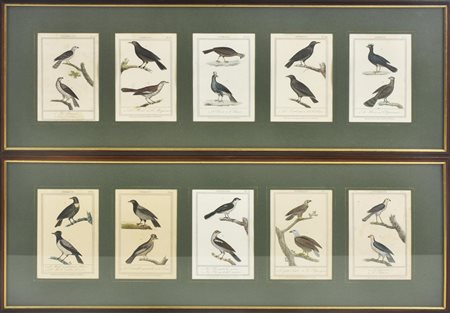 LOTTO DI 10 INCISIONI raffiguranti volatili cm 13x18 ciascuna Francia, prima...