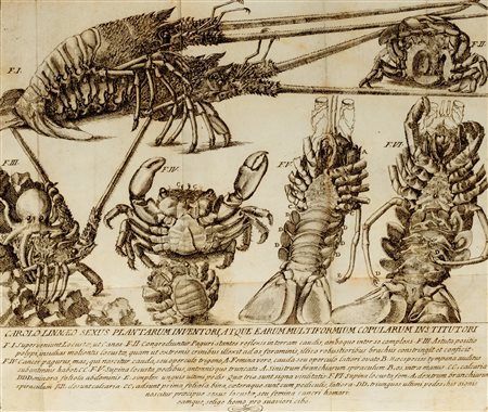 Scienze Naturali - Minasi, Antonio - Dissertazione seconda su de' timpanetti dell'udito scoverti nel Granchio Paguro e sulla bizzarra di lui vita
