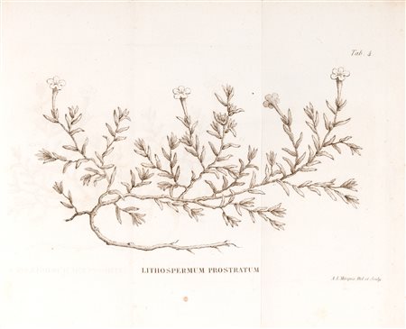Botanica - Loiseleur-Deslongchamps, Jean-Louis-Auguste - Flora Gallica seu enumeratio plantarum