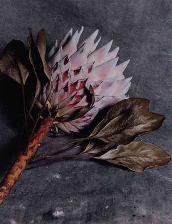 Albert Watson (Edinburgo, 1942), Fiore Tropicale su carta FujiColor Crysta - Stampa fotografica su