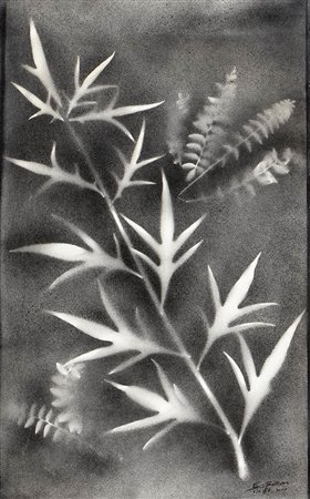 E. BELTRAME (XX Secolo)<br>Solanum laciniatum, 1980