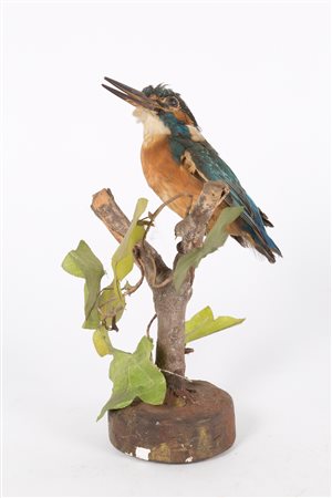 Stuffed kingfisher