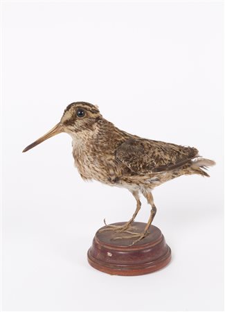 Stuffed jack snipe 