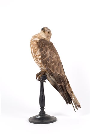 Stuffed common pern. CITES