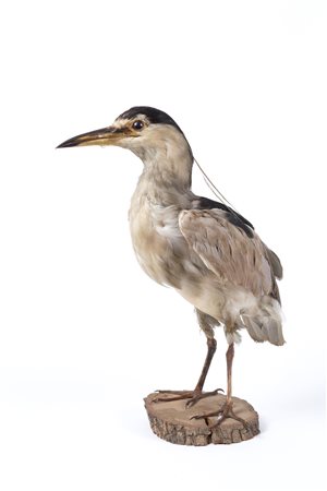 Stuffed night heron 