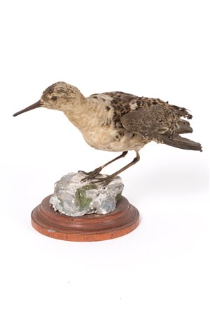 Stuffed common sandpiper