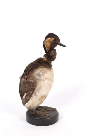 Stuffed little grebe