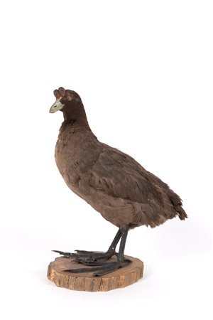 Stuffed common moorhen