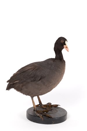 Stuffed coot 