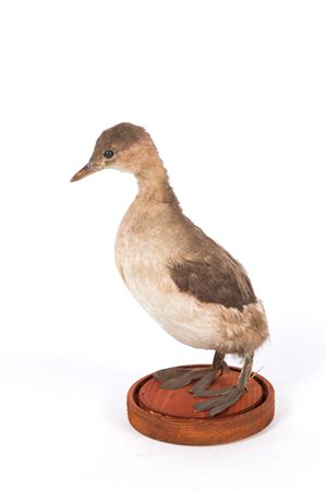 Stuffed little grebe
