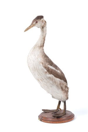 Stuffed grebe 