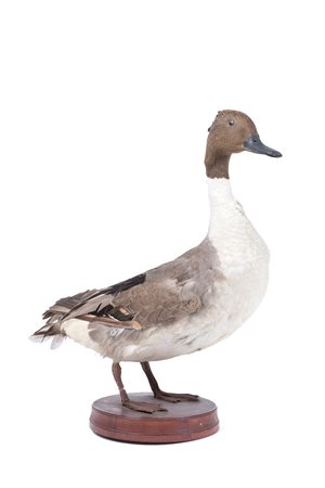 Stuffed Northern pintail
