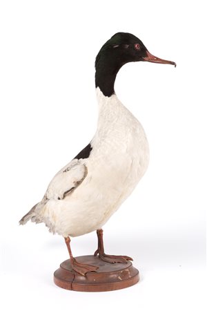 Stuffed merganser