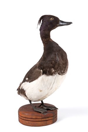 Stuffed tufted duck