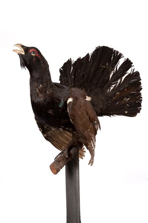Stuffed Western capercaillie